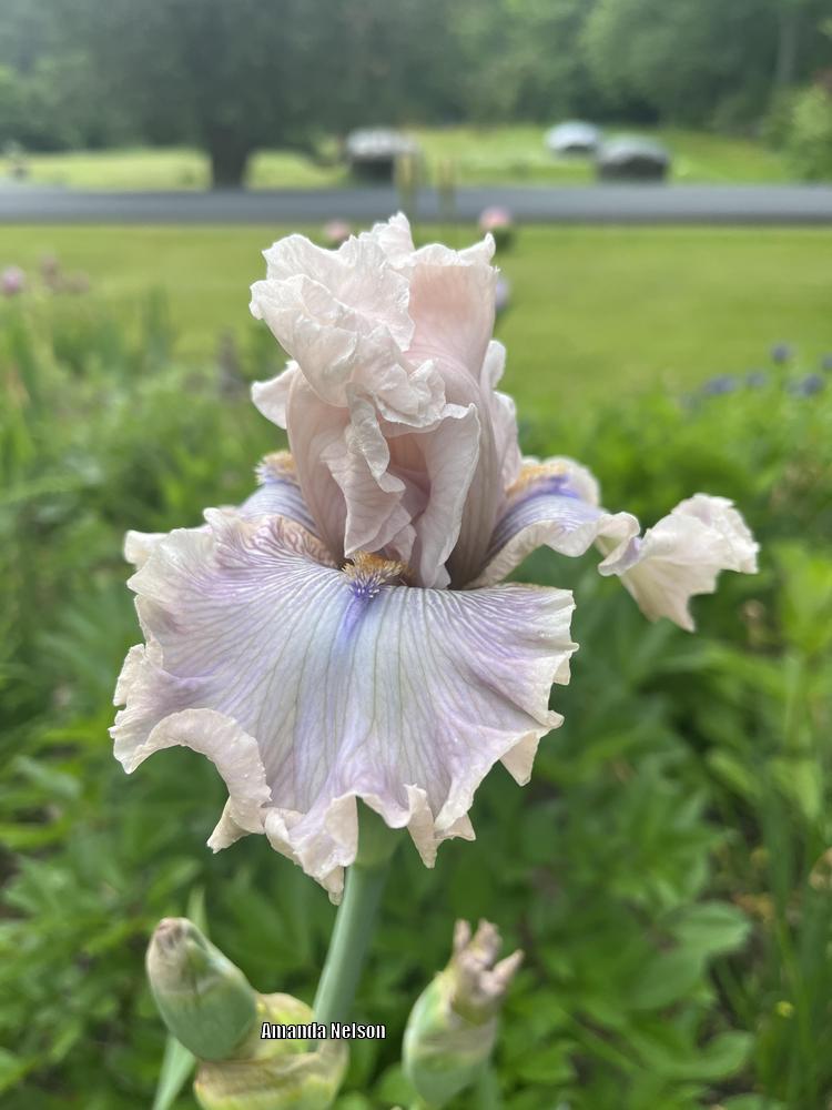 Photo of Tall Bearded Iris (Iris 'Friendly Advice') uploaded by longwinterfarm