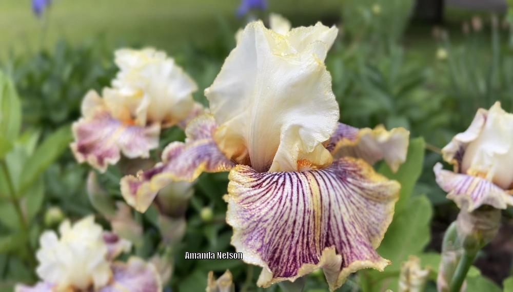 Photo of Tall Bearded Iris (Iris 'Insaniac') uploaded by longwinterfarm