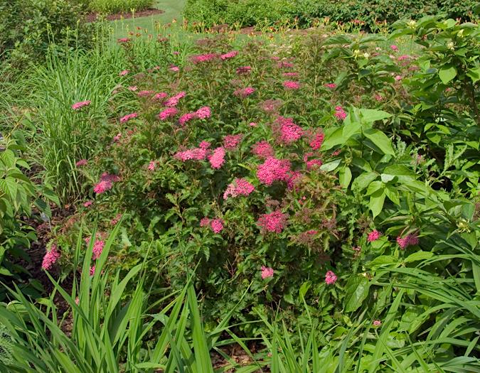 Photo of Japanese Spirea (Spiraea japonica 'Dolchica') uploaded by scvirginia