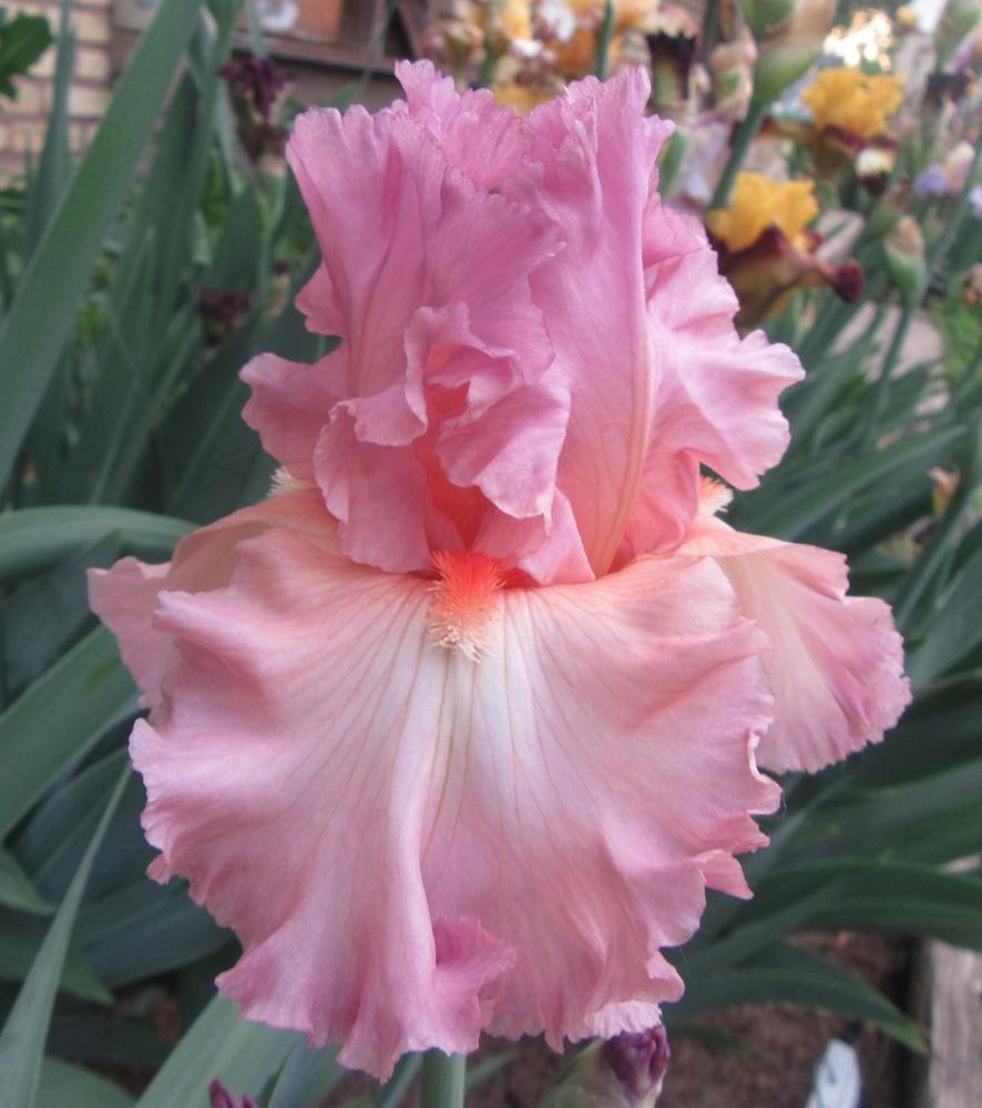 Photo of Tall Bearded Iris (Iris 'Playing Our Song') uploaded by tveguy3