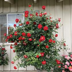 Location: My garden in Bakersfield, CA
Date: 2023-05-02
This is a tree rose