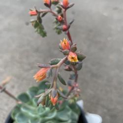 Location: My garden in Tampa, Florida
Date: 2013-06-18
The blooms identifies this as echeveria.