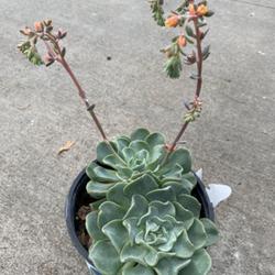 Location: My garden in Tampa, Florida
Date: 2023-06-18
This is still a not too common Echeveria. The leaves are beautifu