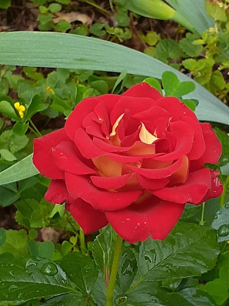 Photo of Floribunda Rose (Rosa 'Ketchup & Mustard') uploaded by MNdigger