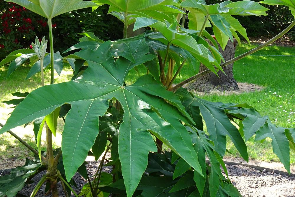 Photo of Rice Paper Plant (Tetrapanax papyrifer) uploaded by Orsola