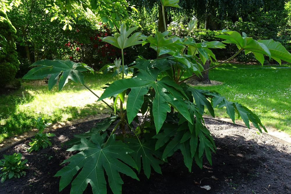 Photo of Rice Paper Plant (Tetrapanax papyrifer) uploaded by Orsola