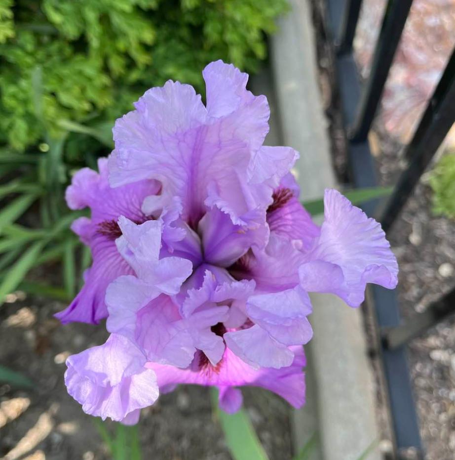 Photo of Tall Bearded Iris (Iris 'Chocolates and Silk') uploaded by MaryDurtschi