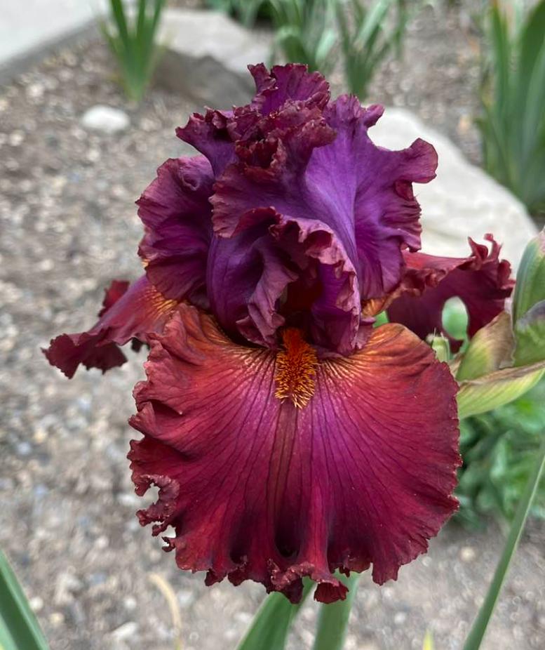 Photo of Tall Bearded Iris (Iris 'Ready for My Closeup') uploaded by MaryDurtschi