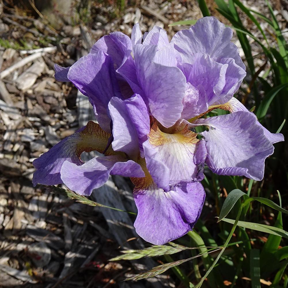 Photo of Siberian Iris (Iris 'Ranman') uploaded by Orsola