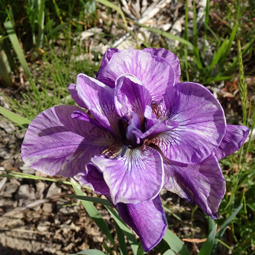 Photo of Siberian Iris (Iris 'Tumble Bug') uploaded by Orsola