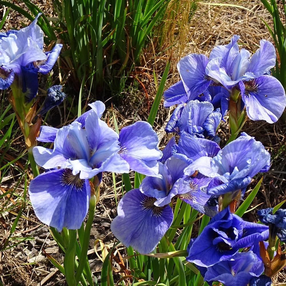 Photo of Siberian Iris (Iris 'Springs Brook') uploaded by Orsola