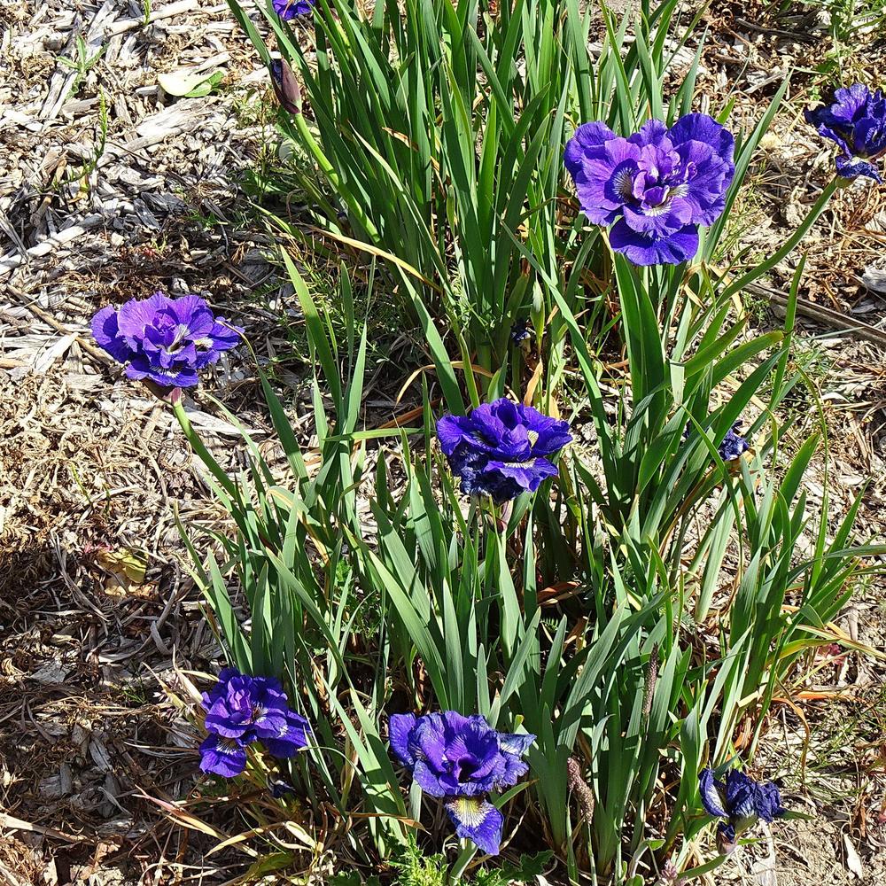 Photo of Siberian Iris (Iris 'Kaboom') uploaded by Orsola