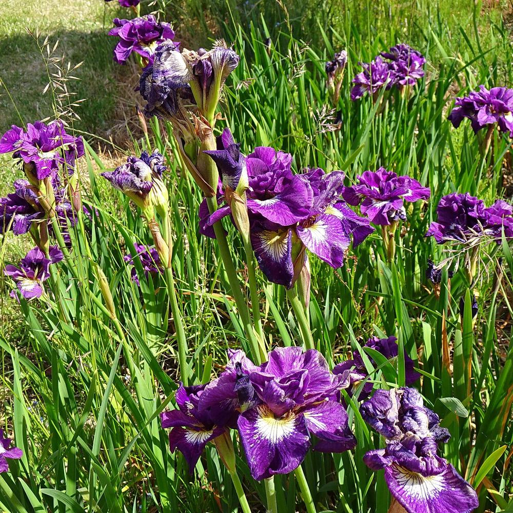 Photo of Siberian Iris (Iris 'Shebang') uploaded by Orsola