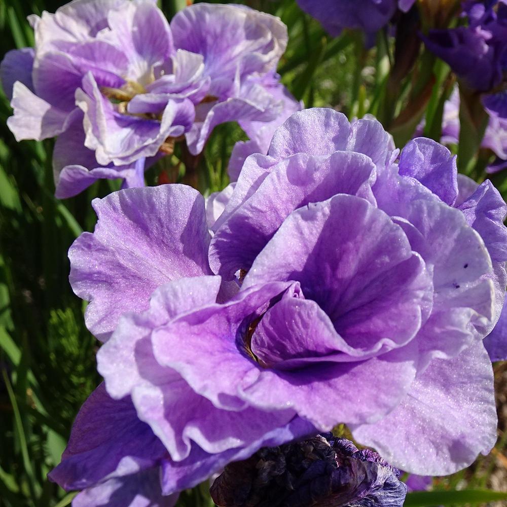 Photo of Siberian Iris (Iris 'Having Fun') uploaded by Orsola