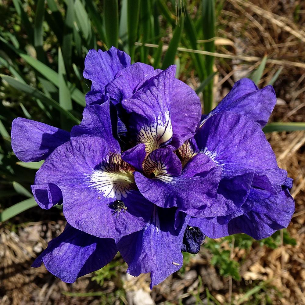 Photo of Siberian Iris (Iris 'Kabluey') uploaded by Orsola