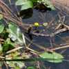 Yellow Pond-Lily # 500;RAB p. 449, 73-1-1c; MBG, "Genus name come