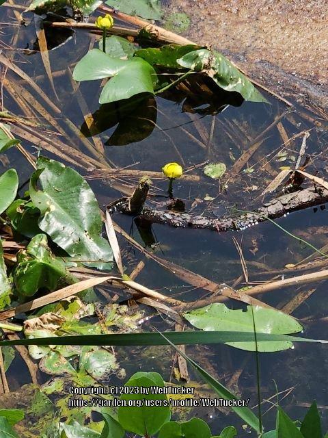 Photo of Yellow Pond-Lily (Nuphar advena) uploaded by WebTucker