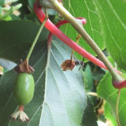 Location: Toronto, Ontario
Date: 2023-06-20
Actinidia 'Ken's Red' 1st time to fruit, suppose to be a female b