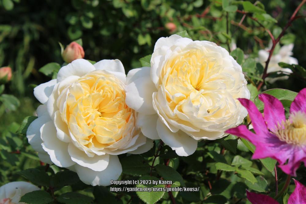 Photo of Rose (Rosa 'Crocus Rose') uploaded by kousa