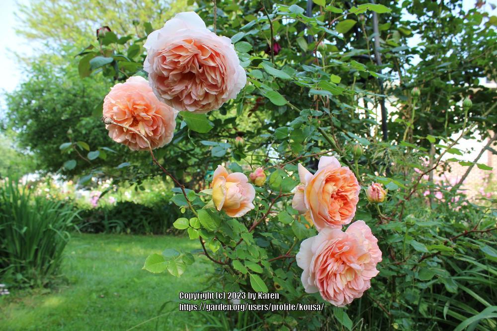 Photo of Rose (Rosa 'Abraham Darby') uploaded by kousa