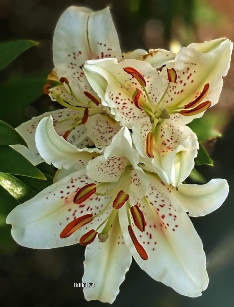 Photo of Oriental Lily (Lilium 'Muscadet') uploaded by HoodLily