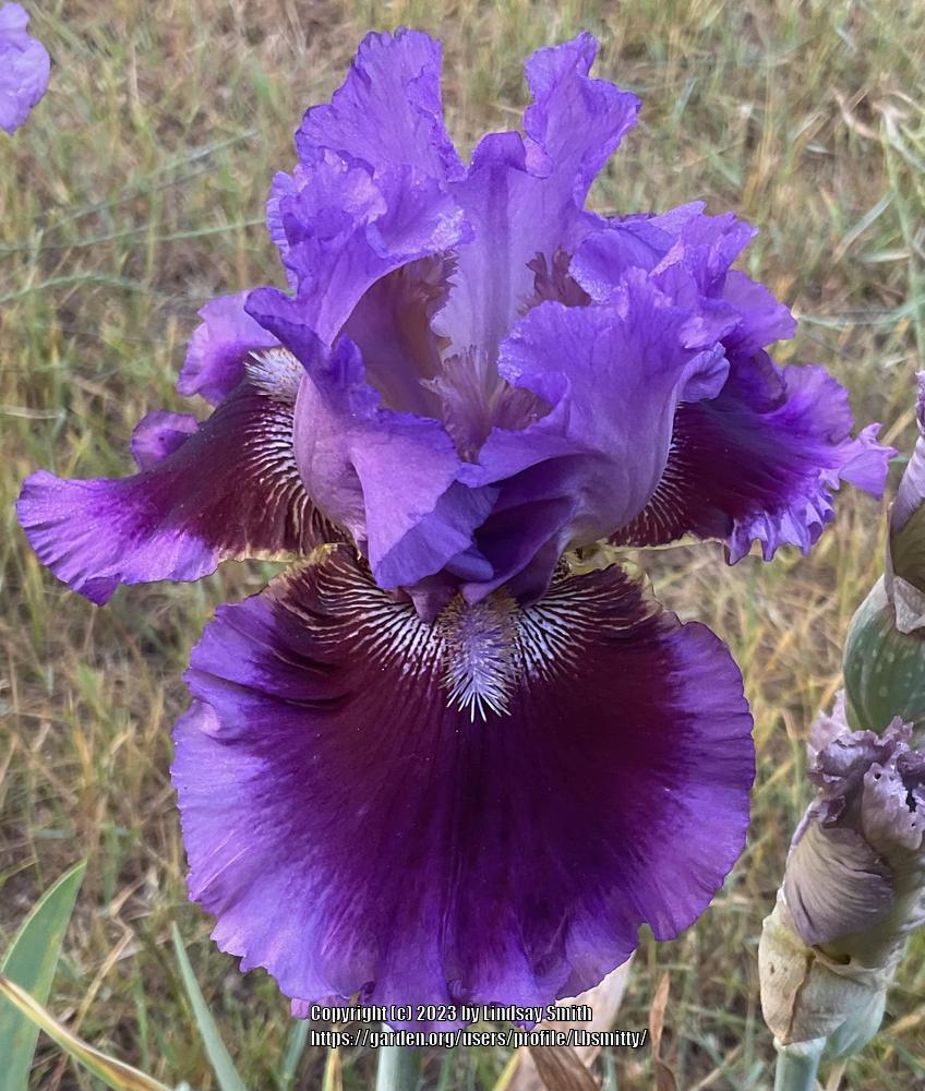Photo of Tall Bearded Iris (Iris 'Strike a Chord') uploaded by Lbsmitty