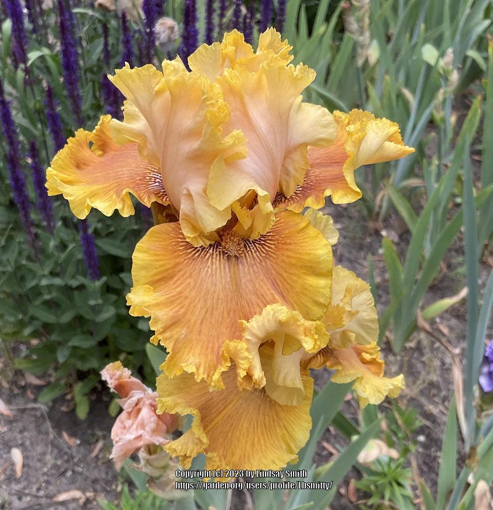 Photo of Tall Bearded Iris (Iris 'Honey House') uploaded by Lbsmitty