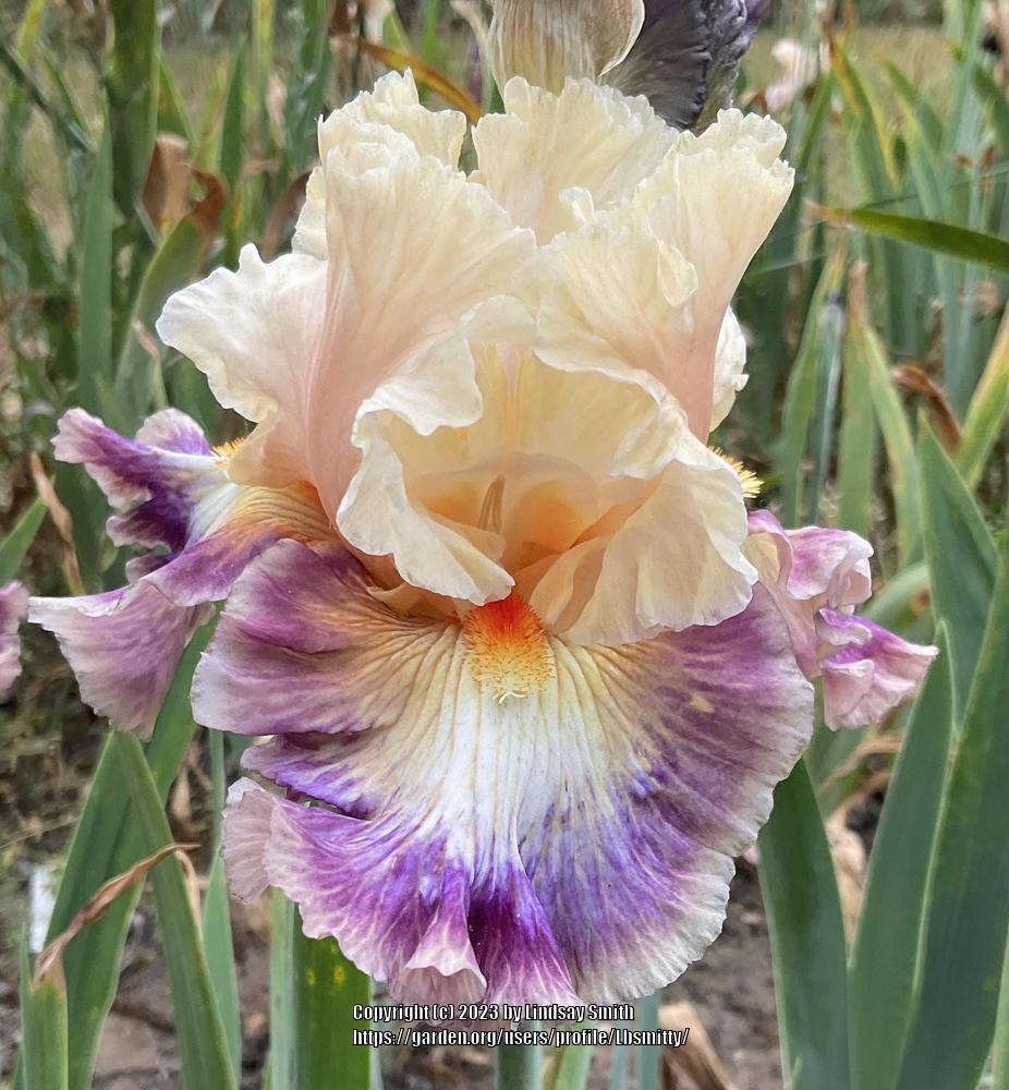 Photo of Tall Bearded Iris (Iris 'Color Wheel') uploaded by Lbsmitty