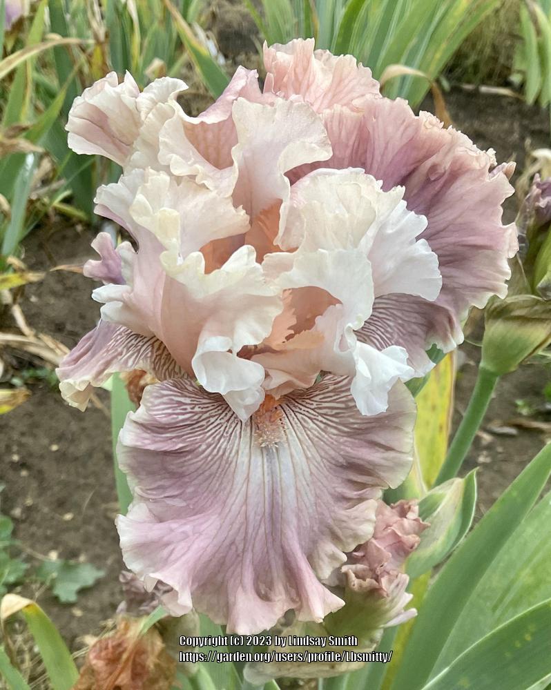 Photo of Tall Bearded Iris (Iris 'Classical') uploaded by Lbsmitty
