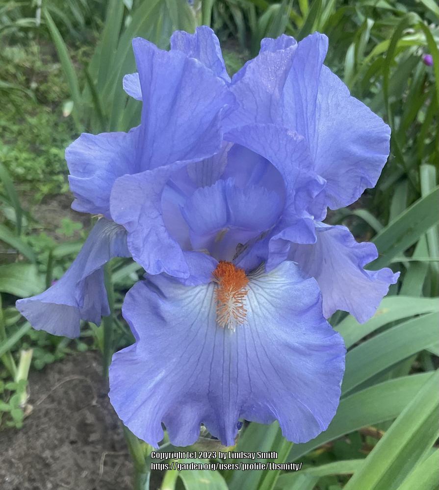 Photo of Tall Bearded Iris (Iris 'Skyblaze') uploaded by Lbsmitty