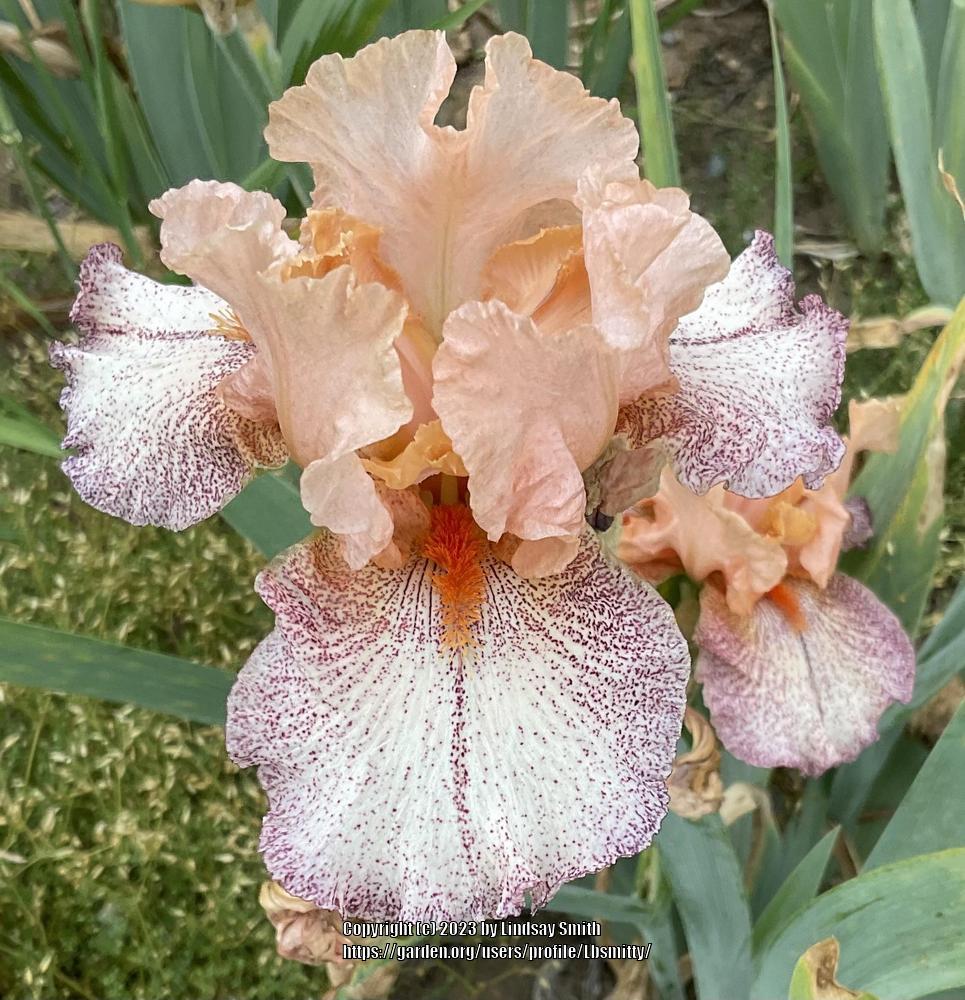 Photo of Tall Bearded Iris (Iris 'Behind Closed Doors') uploaded by Lbsmitty