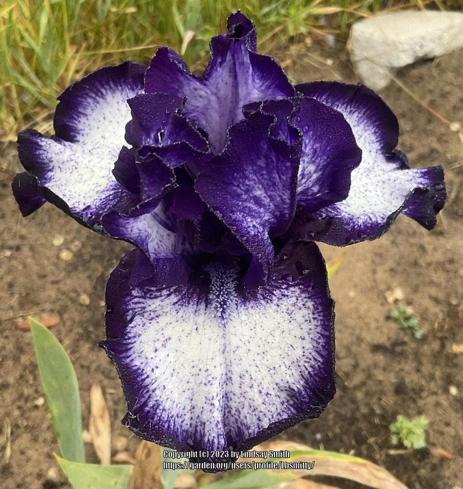 Photo of Tall Bearded Iris (Iris 'Oreo') uploaded by Lbsmitty