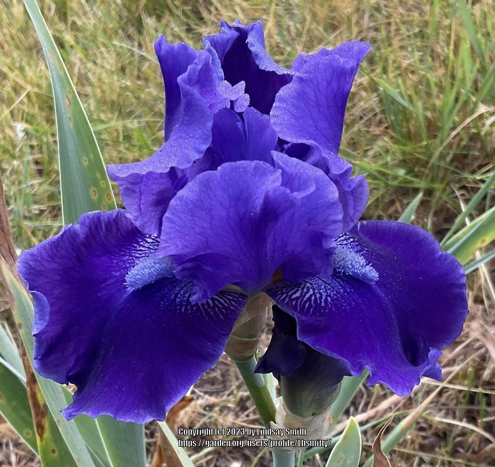 Photo of Tall Bearded Iris (Iris 'Alexander's Ragtime Band') uploaded by Lbsmitty