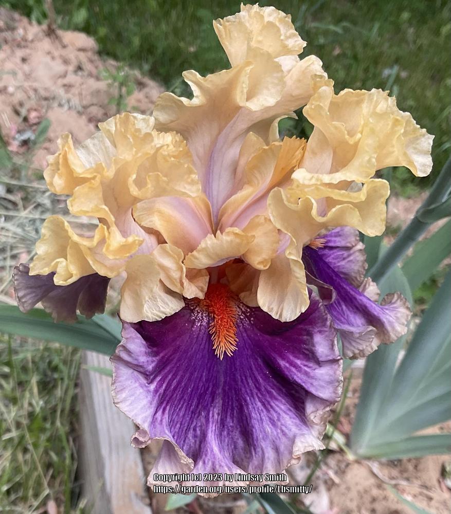 Photo of Tall Bearded Iris (Iris 'Hollywood Lights') uploaded by Lbsmitty