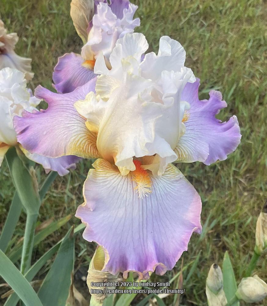 Photo of Tall Bearded Iris (Iris 'Exhibitionist') uploaded by Lbsmitty