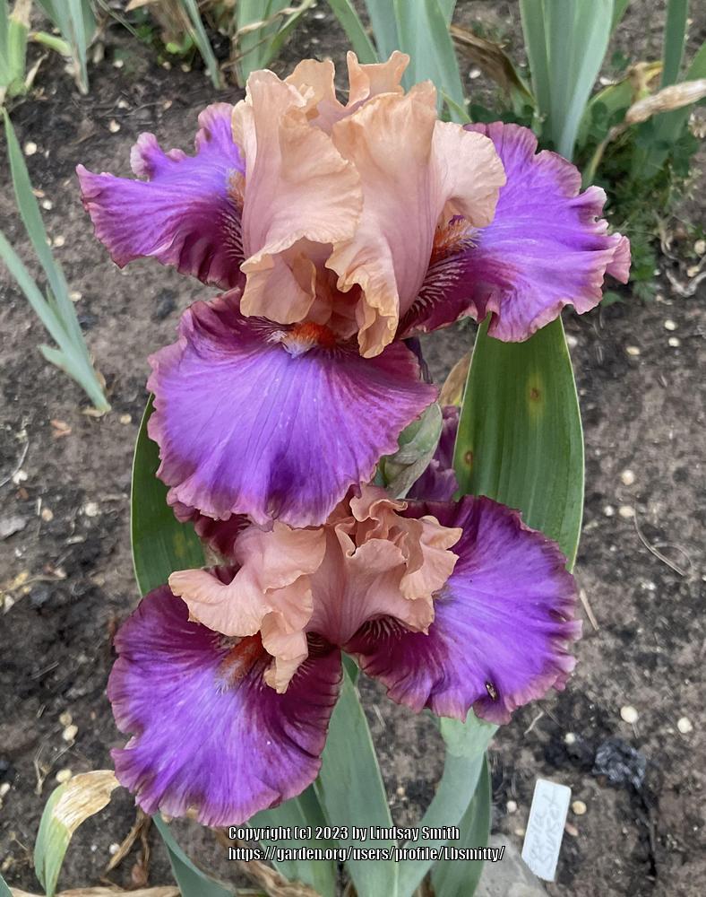 Photo of Tall Bearded Iris (Iris 'Tequila Sunset') uploaded by Lbsmitty