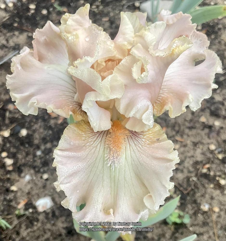 Photo of Tall Bearded Iris (Iris 'Fairy Tale Romance') uploaded by Lbsmitty