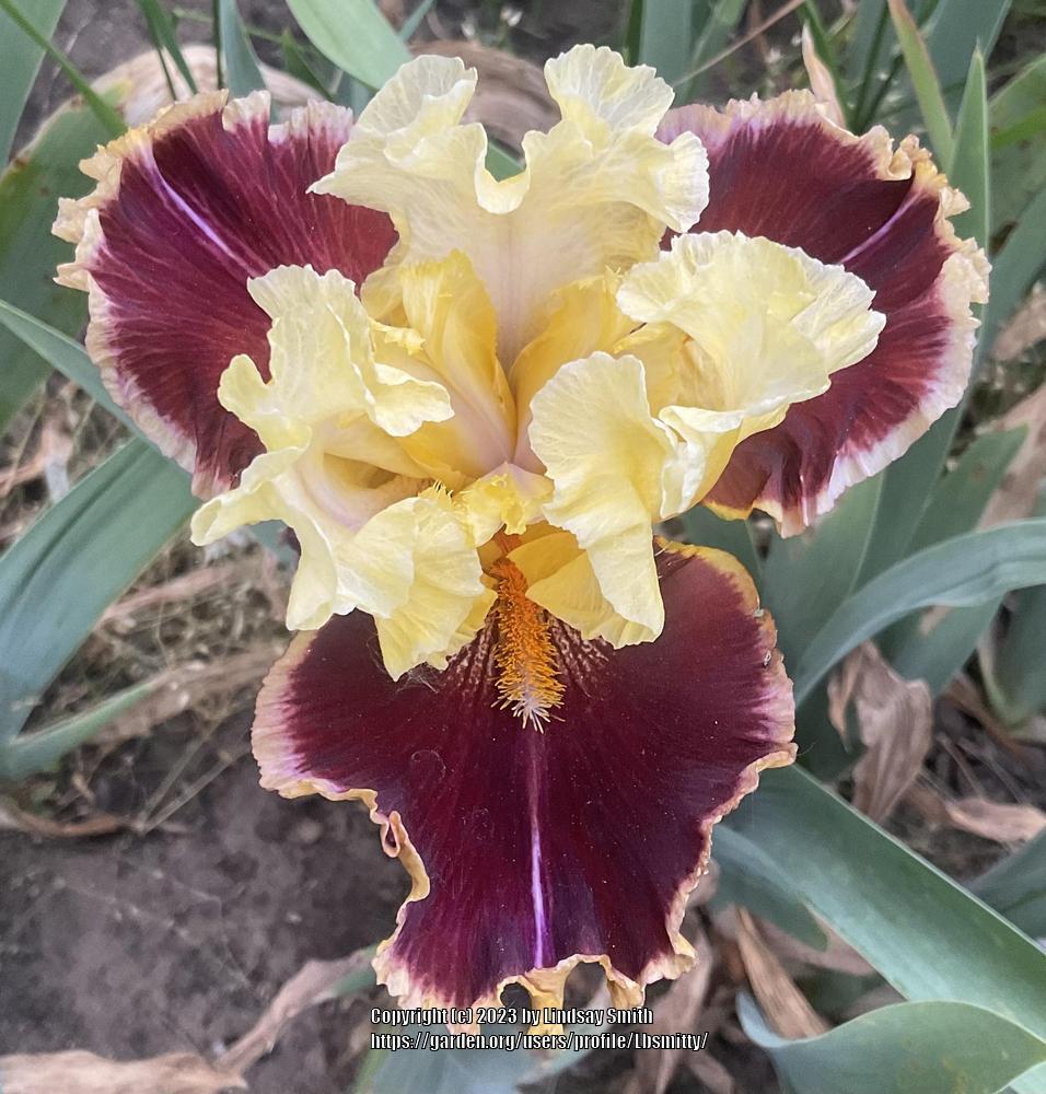 Photo of Tall Bearded Iris (Iris 'Twilight Rhapsody') uploaded by Lbsmitty