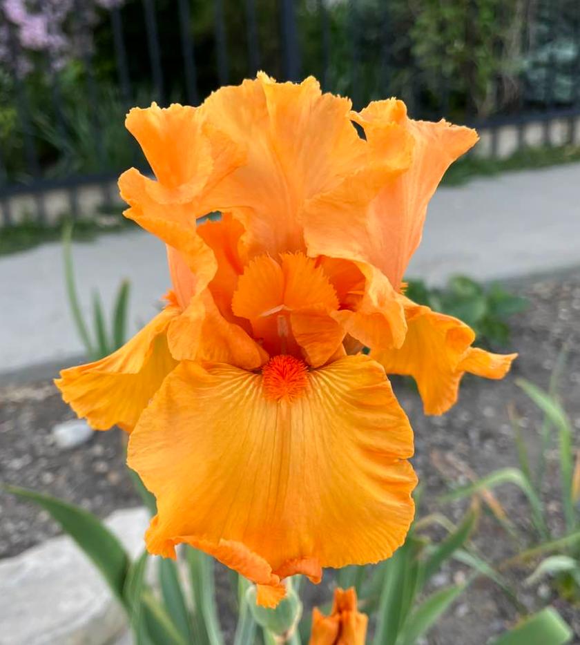 Photo of Tall Bearded Iris (Iris 'Savannah Sunset') uploaded by MaryDurtschi