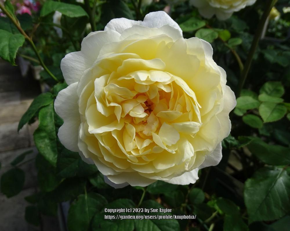 Photo of Rose (Rosa 'Nye Bevan') uploaded by kniphofia