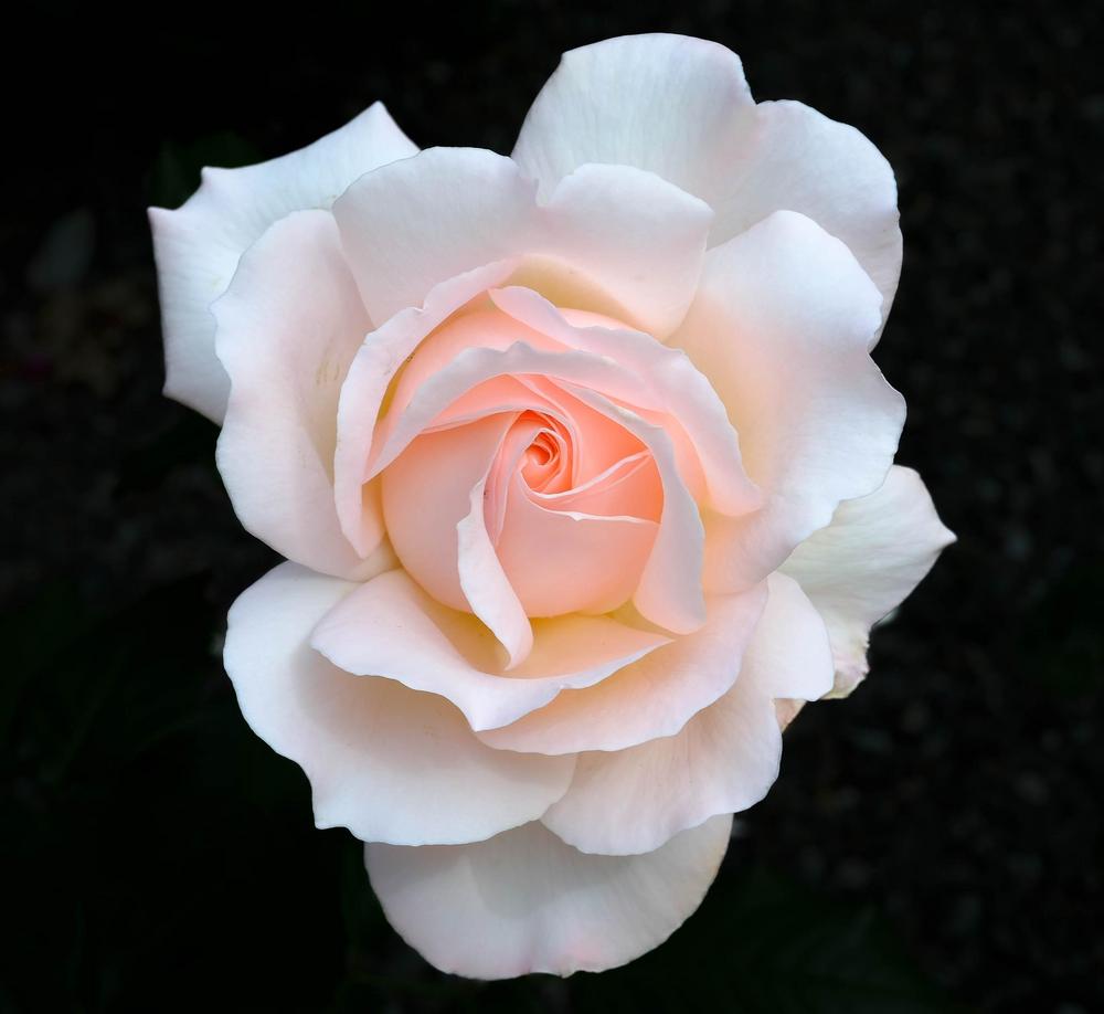 Photo of Hybrid Tea Rose (Rosa 'Chandos Beauty') uploaded by AnnKNCalif
