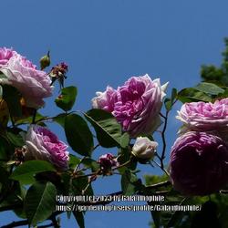 Location: Alnwick Garden, Northumberland England UK 
Date: 2023-06-22
Rosa 'Blairii No. 2'