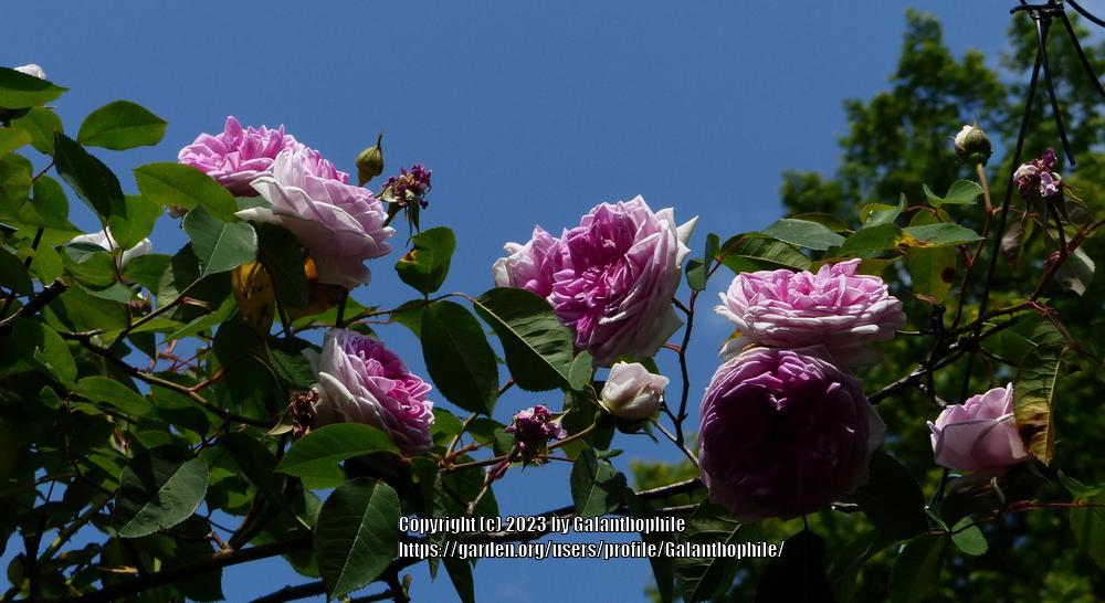 Photo of Rose (Rosa 'Blairii No. 2') uploaded by Galanthophile