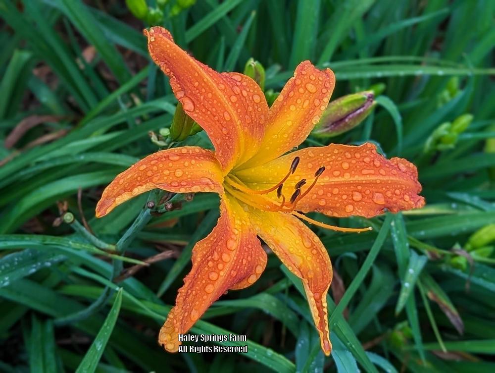 Photo of Daylily (Hemerocallis 'Heavenly Orange Blaze') uploaded by Hembrain