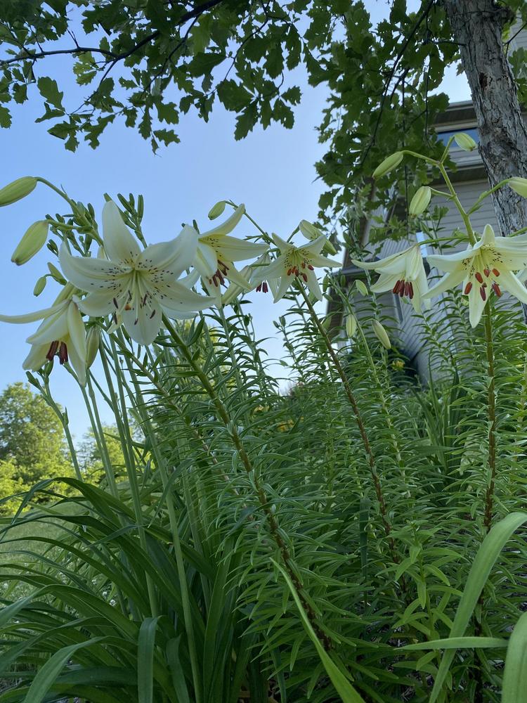 Photo of Lily (Lilium 'Sweet Surrender') uploaded by Legalily