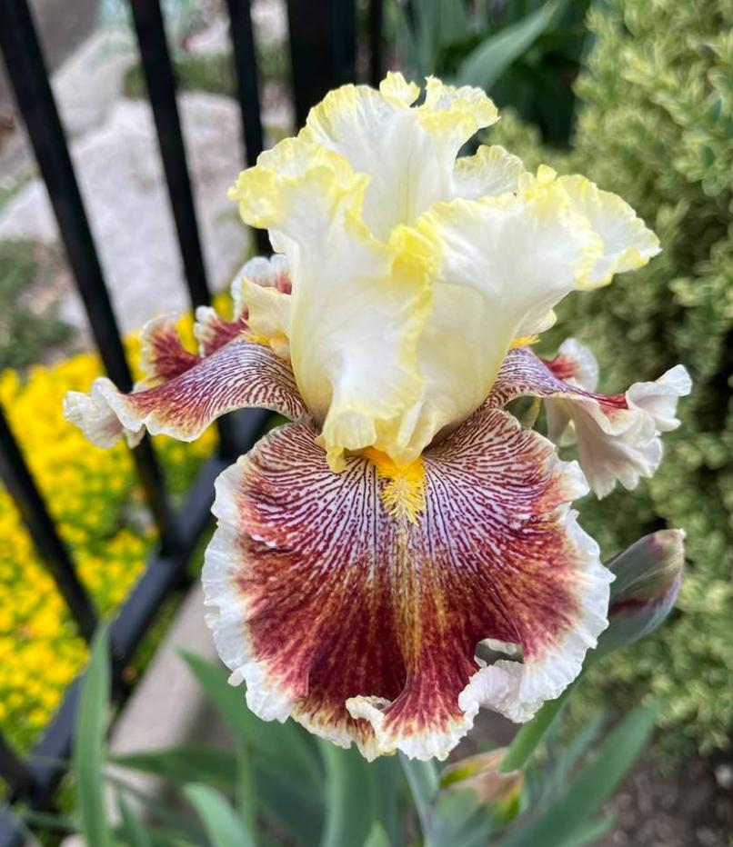 Photo of Tall Bearded Iris (Iris 'Wonders Never Cease') uploaded by MaryDurtschi