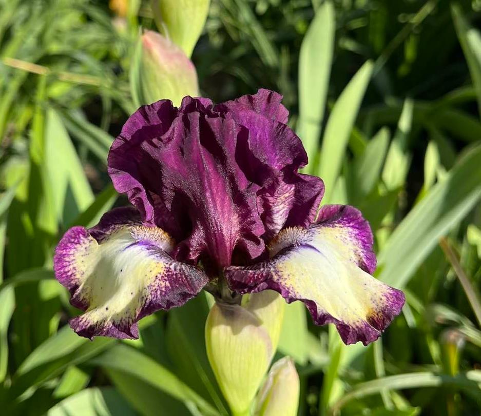 Photo of Intermediate Bearded Iris (Iris 'Spectator') uploaded by MaryDurtschi