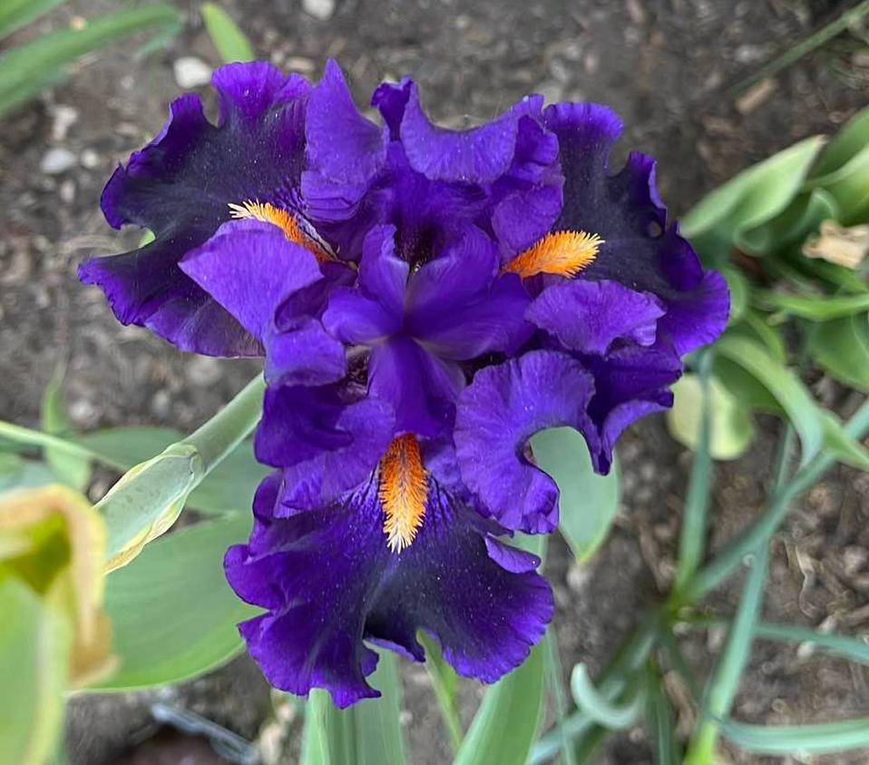 Photo of Tall Bearded Iris (Iris 'Tom Johnson') uploaded by MaryDurtschi