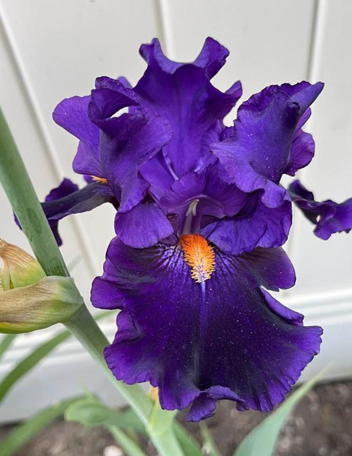 Photo of Tall Bearded Iris (Iris 'Tom Johnson') uploaded by MaryDurtschi