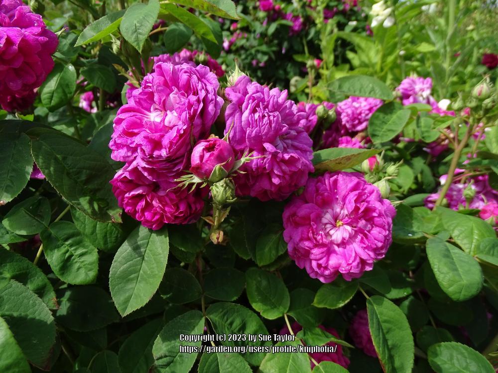 Photo of Portland Rose (Rosa 'Rose de Rescht') uploaded by kniphofia